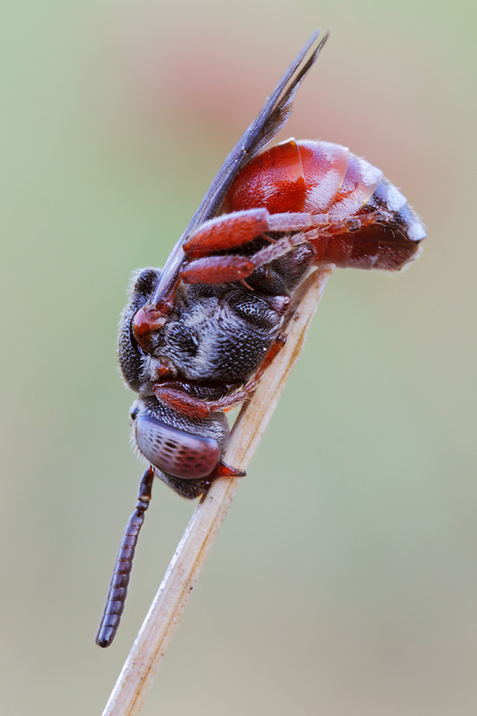 Epeoloides sp.